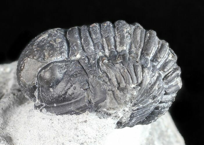 Bargain, Gerastos Trilobite Fossil - Morocco #57631